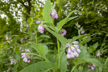 Echte Beinwell (Symphytum officinale)