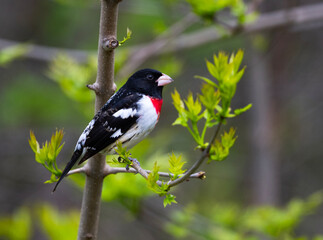Rose-breasted Grosbeak perched on tree branch