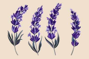 lavender plant in bloom botanical  illustration on beige background