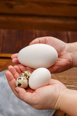 Chicken goose and quail eggs in female hands