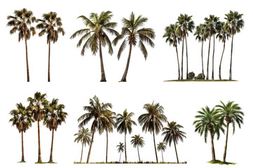 Set of tropical palm trees, cut out