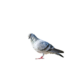 pigeon png, pigeon isolated on white transparent background.png