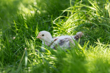 portrait of a beautiful little chicken in green grass.
