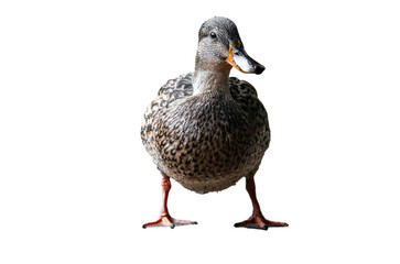 mallard duck PNG, Duck png, female duck isolated on hite transparent background