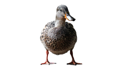 mallard duck PNG, Duck png, female duck isolated on hite transparent background