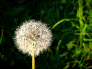 dandelion in the grass