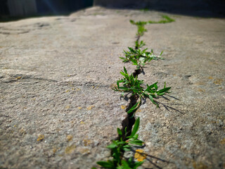 Plants in the crack