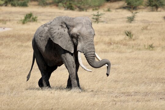 Elefante seleous tanzani