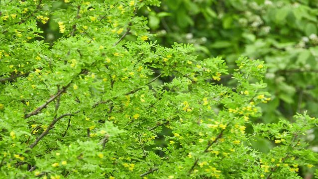 Caragana arborescens, Siberian peashrub or pea-tree, is species of legume native to Siberia and parts of China (Heilongjiang Xinjiang) and neighboring Mongolia and Kazakhstan.