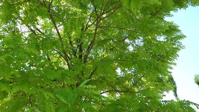 Robinia pseudoacacia, commonly known in its native territory as black locust, is a medium-sized hardwood deciduous tree endemic to a few small areas of the United States.
