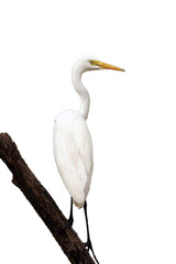 great white heron png, white heron isolated on white transparent background.png