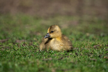 Young babay gray geese run through nature with their parents