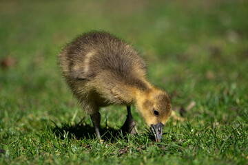 Young babay gray geese run through nature with their parents