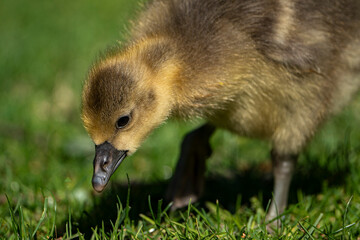 Young babay gray geese run through nature with their parents