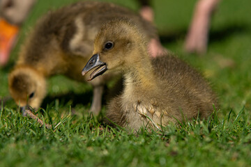 Young babay gray geese run through nature with their parents