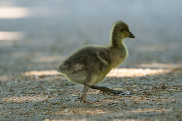 Young babay gray geese run through nature with their parents