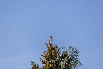Sikorka © m