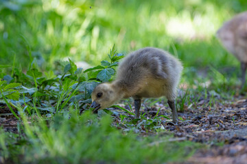 Young babay gray geese run through nature with their parents
