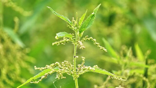 Urtica dioica, often known as common nettle, stinging nettle (although not all plants of this species sting) or nettle leaf, or just nettle or stinger, is flowering plant in family Urticaceae.