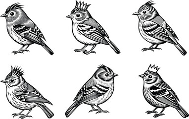 Set of Ruby-Crowned Kinglet vector silhouette 
