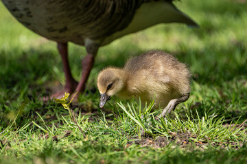 Young babay gray geese run through nature with their parents