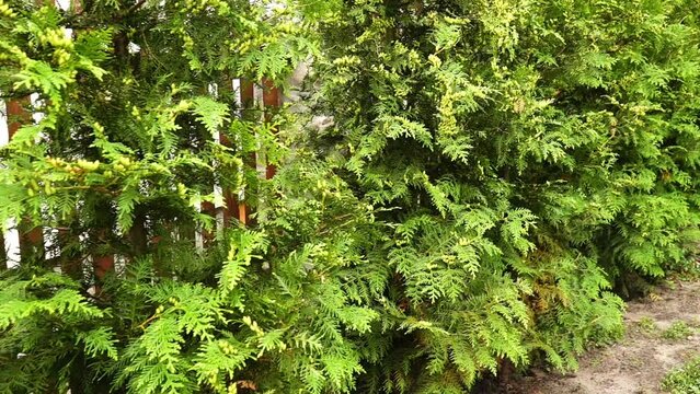 Green juniper grows near a wooden fence.