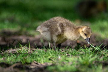 Young babay gray geese run through nature with their parents
