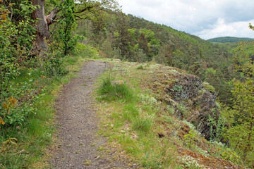 Fototapeta premium tree in the countryside near bad wildungen