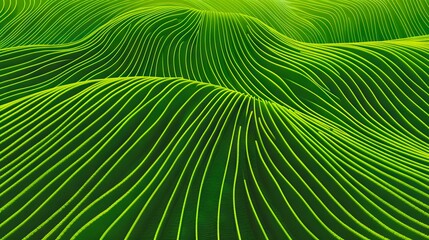 Fototapeta premium A green field with wavy lines.