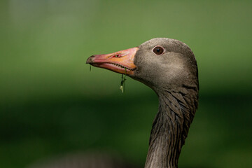 gray goose head close up