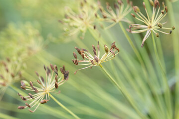 Closeup of dill growing in a springtime garden.