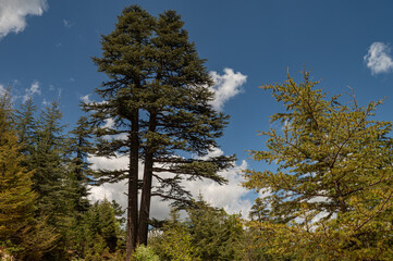 Old cedar trees in the forest. Monument tree. Blue sky background.