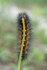 Woolybear caterpillar devouring a plant on a spring day in Texas.