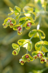 An Ascot Rainbow Eurphorbia on a sunny morning in the spring garden.