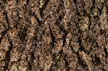 Detail of the bark of an old cedar tree.