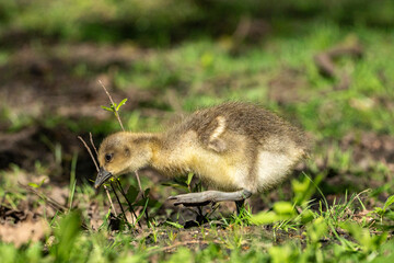 Young babay gray geese run through nature with their parents