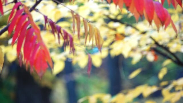 Rhus typhina, or staghorn sumac, is a species of flowering plant in the family Anacardiaceae, native to eastern North America.
