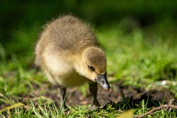 Young babay gray geese run through nature with their parents