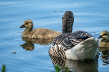 Young babay gray geese swim across a lake and walk through nature with their parents