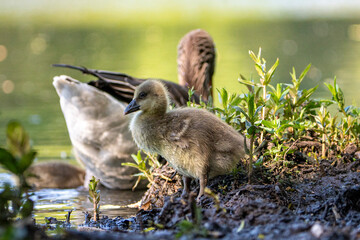 Young babay gray geese swim across a lake and walk through nature with their parents