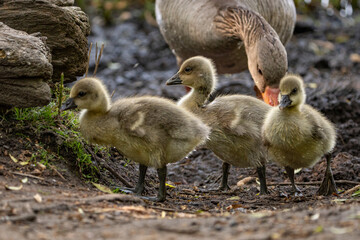 Young babay gray geese run through nature with their parents