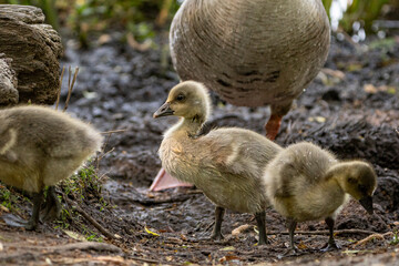 Young babay gray geese run through nature with their parents