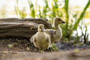 Young babay gray geese run through nature with their parents