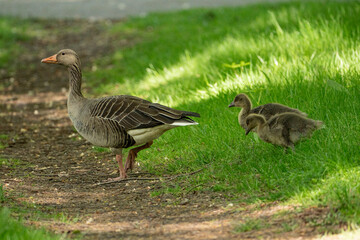 Young babay gray geese run through nature with their parents