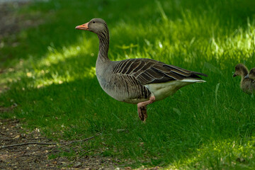 Young babay gray geese run through nature with their parents