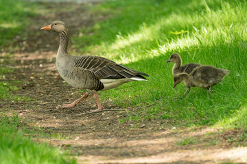 Young babay gray geese run through nature with their parents