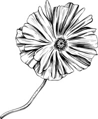 Poppy floral botanical flower. Wild spring leaf wildflower isolated. Black and white engraved ink art. Isolated poppy illustration element on white background.