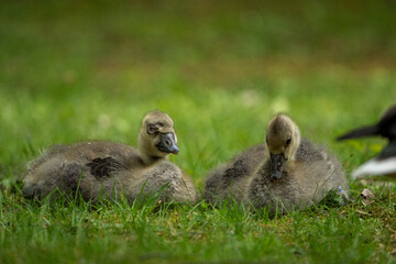 Young babay gray geese run through nature with their parents