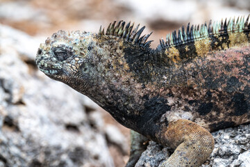 Iguana displaying a line of black and green spikes across  its back