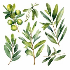 Watercolor olive tree branch set with leaves and green olives. Hand painted floral illustration isolated on white background for design, print, fabric or background. 